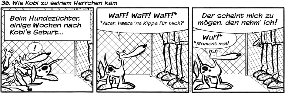 36. Wie Kobi Köter zu seinem Herrchen kam